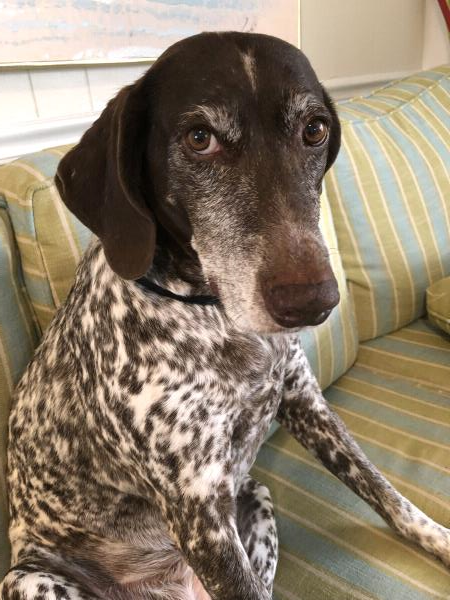 /images/uploads/southeast german shorthaired pointer rescue/segspcalendarcontest2021/entries/21883thumb.jpg